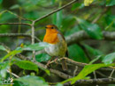 Robin - Rudzik